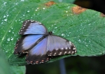 Morpho je nádherný motýl. 