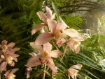 I v horské části skleníku mají orchideje