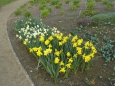Narcisy