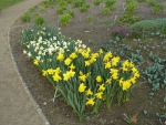 Narcisy