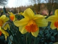 Narcis (pokud se nepletu)