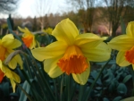 Narcis (pokud se nepletu)