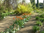 Tulipány rozličných barev v ornamentální zahradě