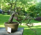 Jilm drobnolistý v detailu. Stylem této bonsaje je zřejmě kaskáda (větve na jedné straně sahají až pod květináč).