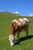 Velika Planina, Slovinsko