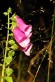 Náprstník digitalis.