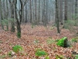 U vrcholu Jelenské hory (1 068 m n. m.).