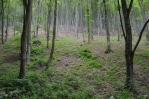 Národní park Bukové hory, cesta ze Szilvásváradu na Bálvány, Maďarsko