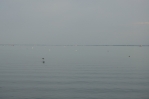 Pohled z Balatonfüredu k městu Siófok, Maďarsko