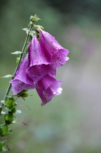 Náprstník digitalis.