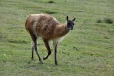 Jejich vzhled je prozrazuje. Lama guanako vyměnila planinu Altiplano za pobyt na Šumavě.