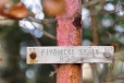 Dalším vrcholem je Pivonický vrch či Pivonické skály.