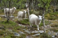 Národní park Rondane, Norsko