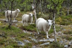 Národní park Rondane, Norsko