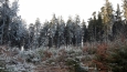 Zamrzlý les.