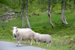 Poblíž jezera Valldalsvatnet, Norsko