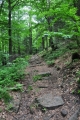 Stoupání na Burkův vrch (1 032 m n. m.). Ten se traverzuji po červené, ale lovci tisícovek ho zdolají.