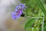 Chrpa.