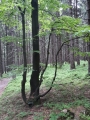 Důvod proč milovat bučiny? Často jsou jako surealistické, snové vize.  A úžasně fotogenické.