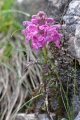 Dolomity jsou přitažlivé nejen úžasnou krajinou, ale také skvělou botanickou zahradou. Začátek července je ideální pro poznávání mnoha druhů bylinek.