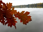 Staré jezero je přírodní rezervací. Dub červený je jedním z mnoha druhů listnatých stromů na hrázích rybníků.