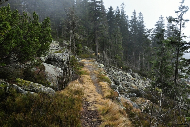 Dámská cesta by si rozhodně zasloužila být znovu turistům přístupná. Být to za hranicemi v Bavorském lese, nebyl by to vůbec žádný problém. U nás jsou však turisté a přírodumilovní lidé na obtíž.