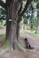 Arboretum s mnoha douglaskami.