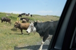 Sjezd od vrcholu Aragats, Arménie