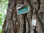 Vetšina mohutných dubů má několik set let.