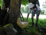 Choroš šupinatý dorůstá až 60 cm. Tohle je rekordní kousek.