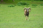 Muflon...