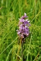 Orchidej zpříjemní pohledy do zeleně zdejších luk jen zřídkakdy.