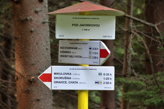 Vrchol Javorková se podchází a hřeben se zvolna zvedá ke Skorušině. Jdeme smrkovým lesem.