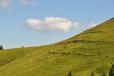 Prudké srázy ovečkám nevadí. 