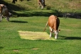 Někteří koně jsou vycvičeni k tvoření geometrických obrazců. Umí i kruhy v obilí...