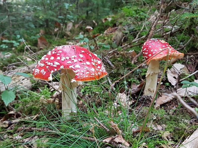 Muchomůrka červená dala jméno všem muchomůrkám. Ovšem dříve byl její název muchomorka a používala se místo mucholapky. Máčela se v mléce, které se pocukrovalo a mouchy se jím omámily.