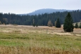 Tetřev.