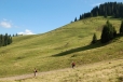 Stádečko ovcí pod vtcholem Vf. Vărăşoaia (1 461 m n. m.).