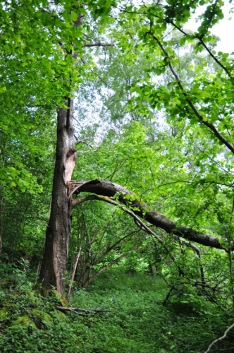 Pod Příčníkem...