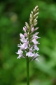 Orchidej - snad prstnatec pleťový.