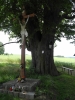 Památný strom.