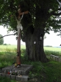 Památný strom.