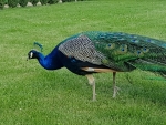 Pyšných pávů se po zahradě promenáduje několik.