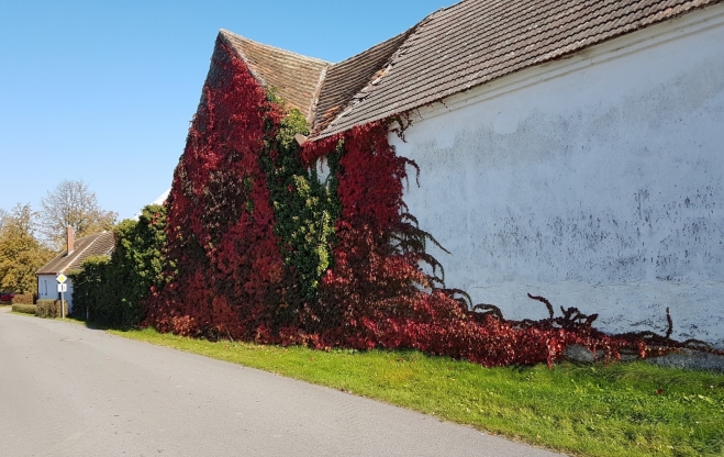 Vlhlavy.