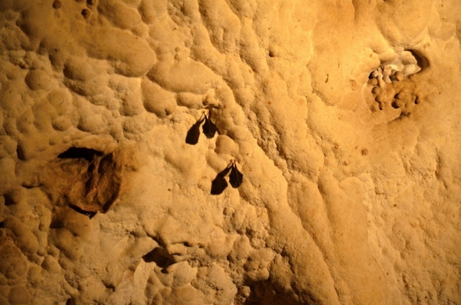 Vrápenci malí jsou v jeskyních Moravského krasu častými hosty. I díky jejich přítomnosti v době zimního spánku jsou jeskyně do března uzavřeny. Výjimkou jsou pouze Punkevní jeskyně, otevřené po celý rok.