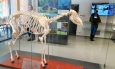 Kostru jelena bych si jistě spletl s nějakou prehistoruckou potvorou...