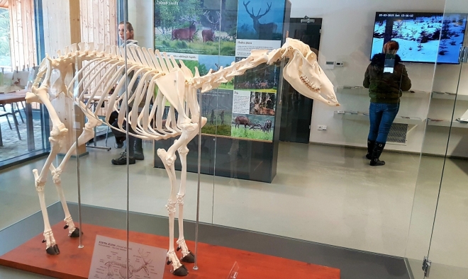 Kostru jelena bych si jistě spletl s nějakou prehistoruckou potvorou...