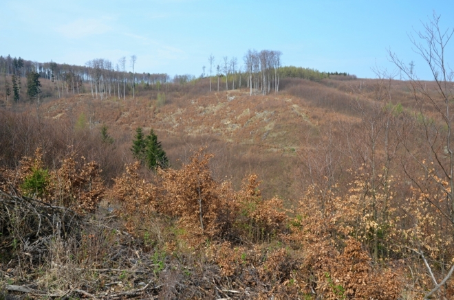 Bučiny Jelence.