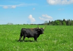 Pratuří býk.