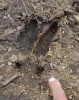 Zaschlé bahno na těžkou technikou rozježděné cestě uchovává mnoho zvířecích stop. Tuto zanechal jelen či laň v klusu.